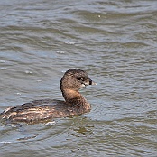Pied-billed Grebe, South Padre Island, Texas.
